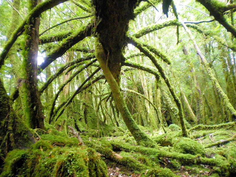 Yakushima